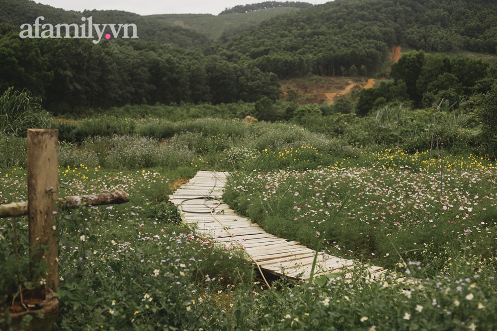 Cặp vợ chồng trẻ bỏ phố về quê xây ngôi nhà nhỏ trên mảnh đồi 2ha phủ quanh toàn hoa cỏ đồng nội như vườn Châu Âu-22