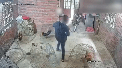 Thanh niên trộm sở hữu chiếc áo thần kỳ khoắng một lèo 5 con gà to bự mà người trông chỉ béo lên đôi chút, lỡ có gặp chủ nhà cũng khó phát hiện-1