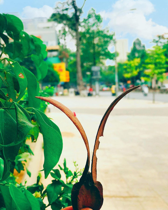 Choáng ngợp cảnh tượng cơn mưa một loài hoa trút xuống phố Sài Gòn, người qua đường chẳng thể cầm lòng phải dừng xe xuống nhặt-1