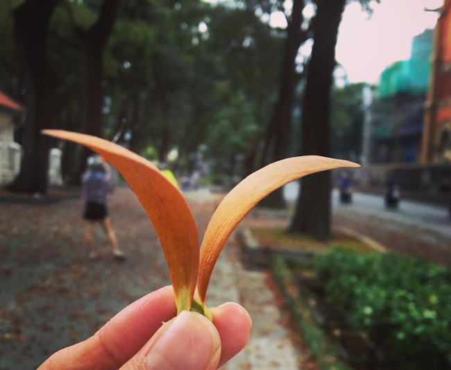 Choáng ngợp cảnh tượng cơn mưa một loài hoa trút xuống phố Sài Gòn, người qua đường chẳng thể cầm lòng phải dừng xe xuống nhặt-4