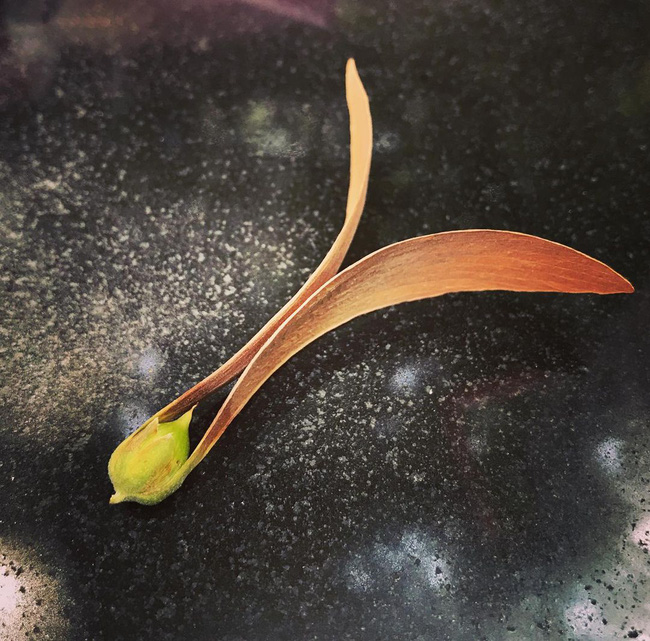 Choáng ngợp cảnh tượng cơn mưa một loài hoa trút xuống phố Sài Gòn, người qua đường chẳng thể cầm lòng phải dừng xe xuống nhặt-2