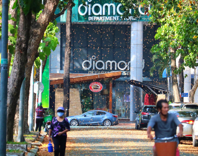 Choáng ngợp cảnh tượng cơn mưa một loài hoa trút xuống phố Sài Gòn, người qua đường chẳng thể cầm lòng phải dừng xe xuống nhặt-3