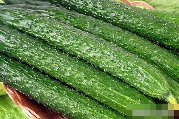 4 cách ăn dưa chuột sai lầm mà nhiều người vẫn làm, không cẩn thận có thể gây tiêu chảy, thậm chí ngộ độc, ung thư-2