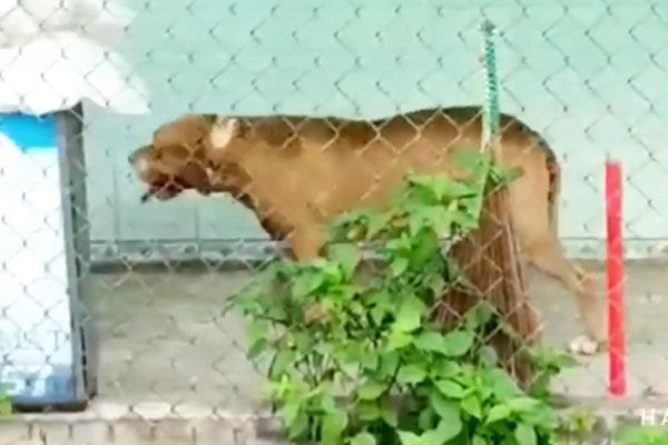 Kinh hoàng: Chó Pitbull gần 60kg cắn chết người trong quán cà phê, chủ ngăn cản cũng bị cắn trọng thương-1