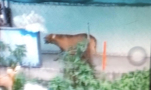 Pitbull là giống chó gì và cách xử trí khi bị pitbull tấn công-1