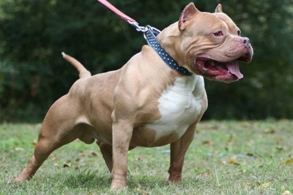 Pitbull là giống chó gì và cách xử trí khi bị pitbull tấn công-2