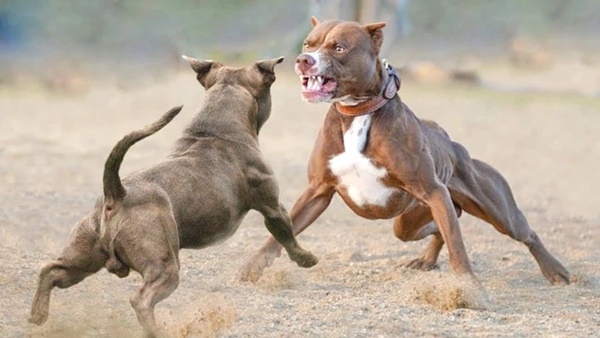 Pitbull là giống chó gì và cách xử trí khi bị pitbull tấn công-4