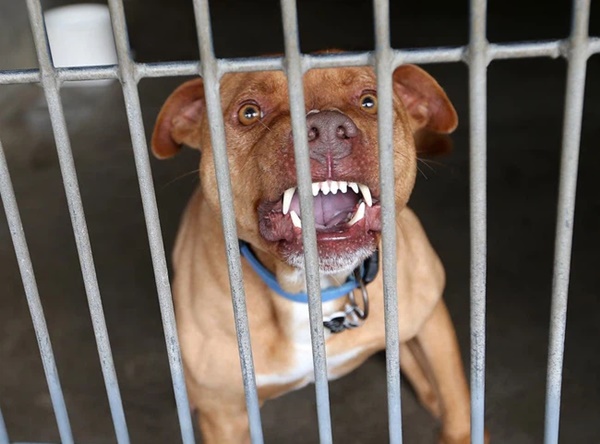 Pitbull là giống chó gì và cách xử trí khi bị pitbull tấn công-5