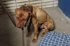 Những trường hợp thương tâm khi chó Pitbull nổi điên tấn công người: Mẹ bất lực gào thét hoảng loạn, em bé 11 tháng tuổi chết tức tưởi-2