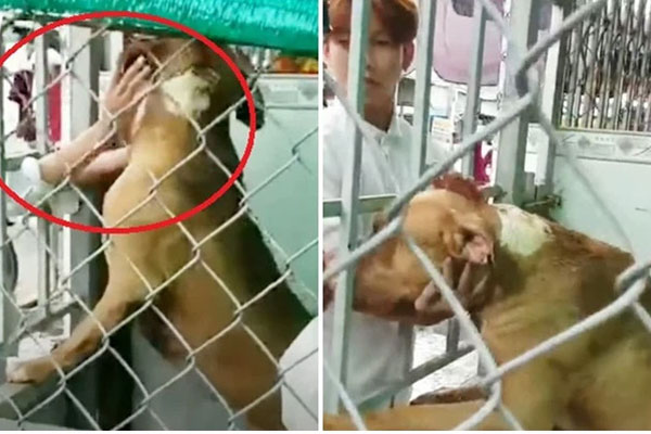 Thông tin bất ngờ vụ chó pitbull cắn chết người ở Long An: Chủ chó có sở thích nuôi động vật lạ, đêm xảy ra vụ việc có tới 2 con pitbull-5