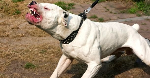 Lạnh gáy cảnh chó Pitbull cắn chết người ở Long An: Có nên cấm cửa tuyệt đối, không cho phép nuôi chó dữ?-1