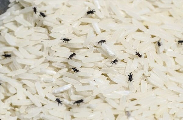 Phải làm gì nếu gạo bị sâu mọt trong thời tiết nắng nóng? Mách bạn mẹo nhỏ giữ gìn ngọc thực đủ tích trữ trong 6 tháng-1