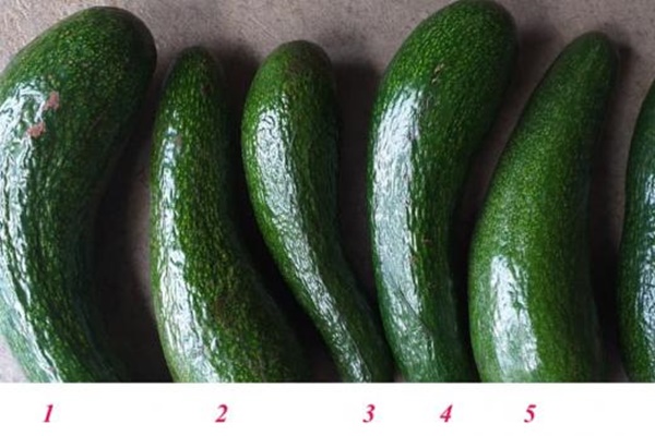 Mẹo khử bớt vị nồng khó chịu khi ăn mướp đắng, ai cũng phải trầm trồ-3