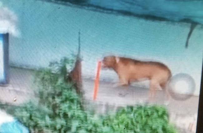 Thông tin bất ngờ vụ chó pitbull cắn chết người ở Long An: Chủ chó có sở thích nuôi động vật lạ, đêm xảy ra vụ việc có tới 2 con pitbull-2