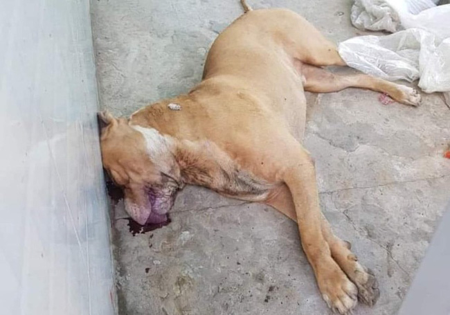 Thông tin bất ngờ vụ chó pitbull cắn chết người ở Long An: Chủ chó có sở thích nuôi động vật lạ, đêm xảy ra vụ việc có tới 2 con pitbull-3