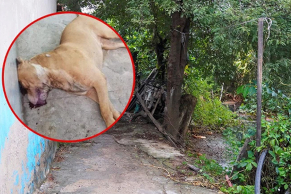 Người dân bàng hoàng kể lại khoảnh khắc chó Pitbull cắn chết người: 1 trong 2 người bị vây cắn hét lớn bull ơi, thả ra nhưng chúng vẫn không dừng lại-3