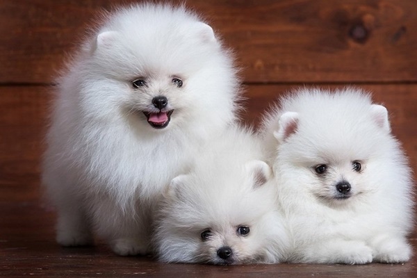 27 tuổi, đôi vợ chồng trẻ có 6 căn nhà cho thuê, thu nhập 14 tỷ/năm, bí quyết nằm ở đầu tư bất động sản-4