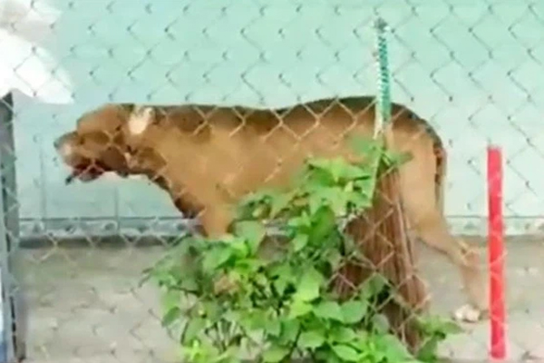 Vụ chó Pitbull nặng gần 60kg cắn chết người: Chủ nuôi từng đi cai nghiện hơn 10 lần, vẫn chưa xác định được danh tính nạn nhân-3