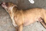 Chó sói bị Pitbull tấn công dữ dội: Gậy gộc hay đánh cũng không ngăn được - chó sói tử nạn!-1