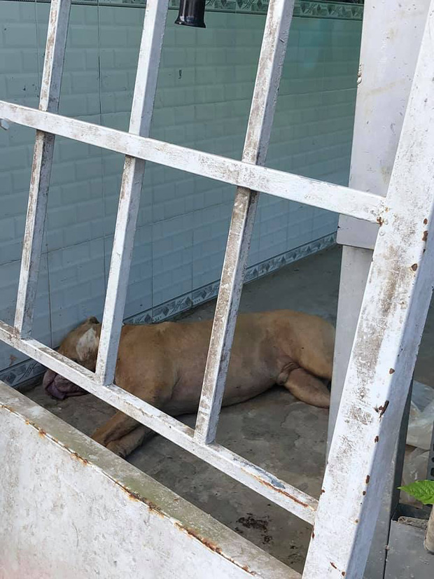 Để chó Pitbull cắn chết người, chủ vật nuôi có thể bị phạt đến 5 năm tù-1