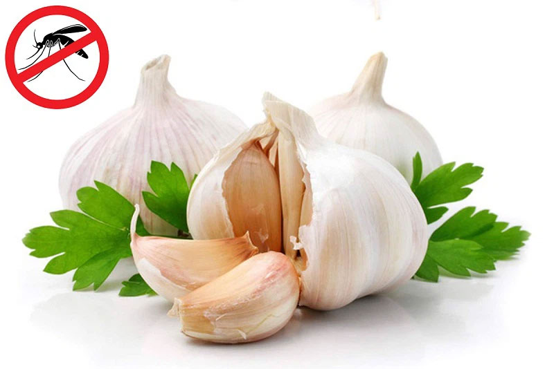 6 cách đuổi muỗi trong phòng điều hòa hiệu quả tức thì-1