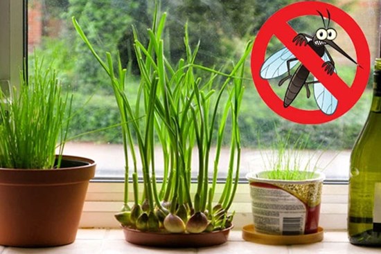 6 cách đuổi muỗi trong phòng điều hòa hiệu quả tức thì