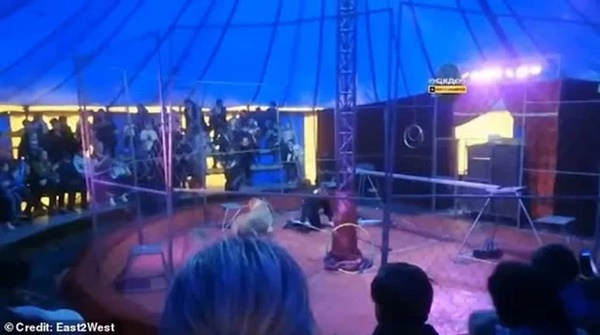 Nghệ sĩ xiếc thú bị sư tử tấn công ngay trên sân khấu-1