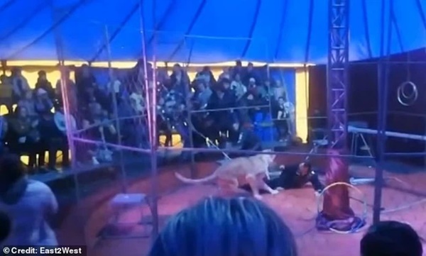 Nghệ sĩ xiếc thú bị sư tử tấn công ngay trên sân khấu-2