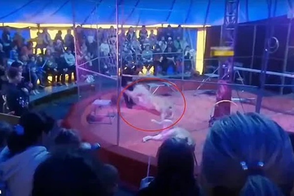 Nghệ sĩ xiếc thú bị sư tử tấn công ngay trên sân khấu-3