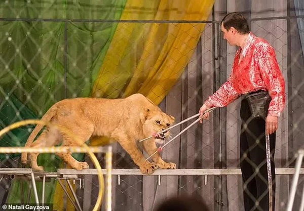 Nghệ sĩ xiếc thú bị sư tử tấn công ngay trên sân khấu-4