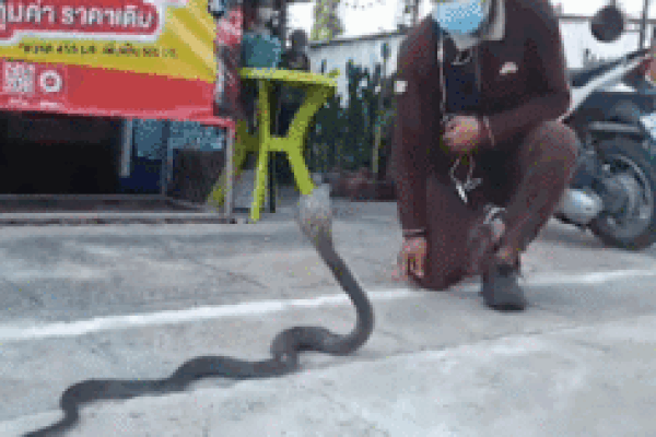 'Thôi miên' bắt hổ mang chúa
