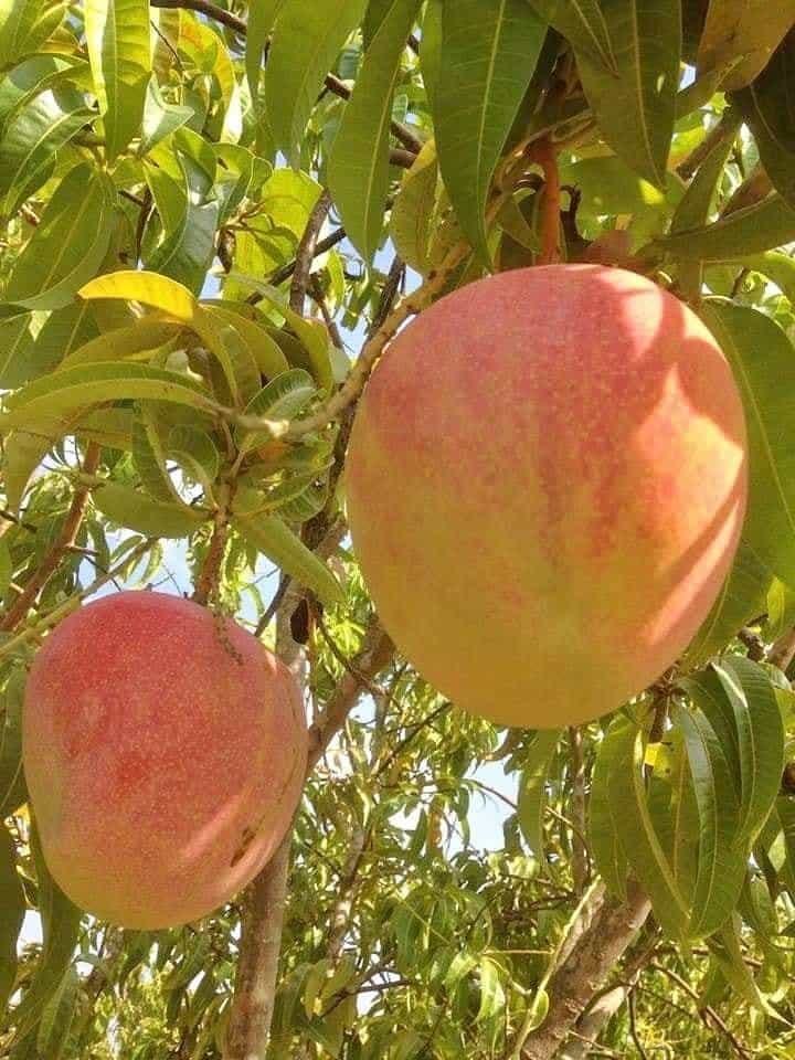 Xoài đỏ khổng lồ được mùa, rớt giá thê thảm 10 ngàn/kg vẫn ế-1