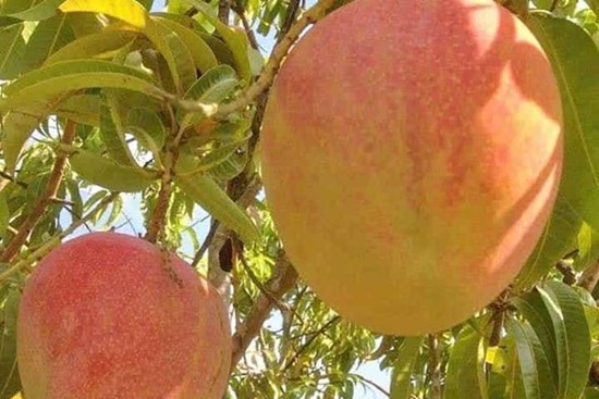 Xoài đỏ khổng lồ được mùa, rớt giá thê thảm 10 ngàn/kg vẫn ế