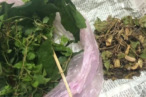 Nữ sinh nguy kịch sau khi dùng thuốc nam-2