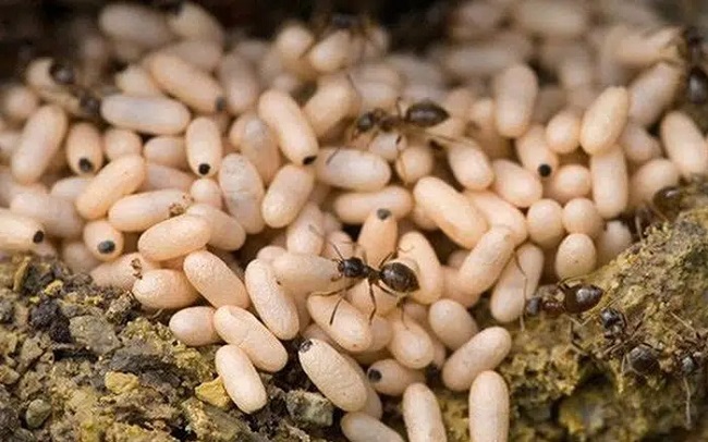 Loại trứng thần dược” vào mùa, nhiều người đi săn kiếm bộn tiền”-1