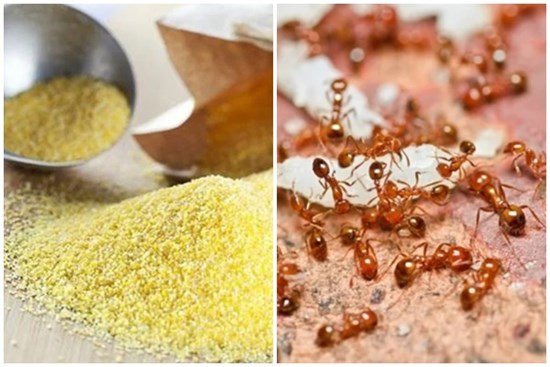 Vô tình đổ nắm bột ngô ra sàn nhà ai ngờ đuổi được cả một đàn kiến