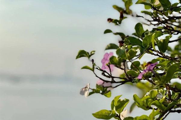 Tôi áp lực vì mẹ liên tục hối thúc gửi tiền về báo hiếu-1