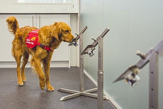 'Biệt đội chó săn' Covid-19: Kết quả đáng kinh ngạc, phát hiện virus nhanh hơn test nhanh