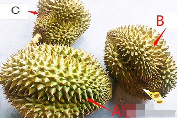 Chàng trai săn sale được trái sầu riêng 30 nghìn đồng, tưởng vớ món hời ai ngờ phải khóc ngất-4