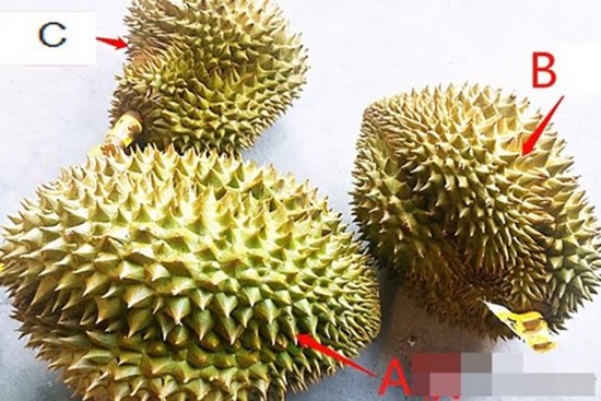 Đừng trông chờ vào sự may rủi khi mua sầu riêng, hãy nắm vững mẹo này để chọn được những quả sầu riêng dày cùi và ngọt