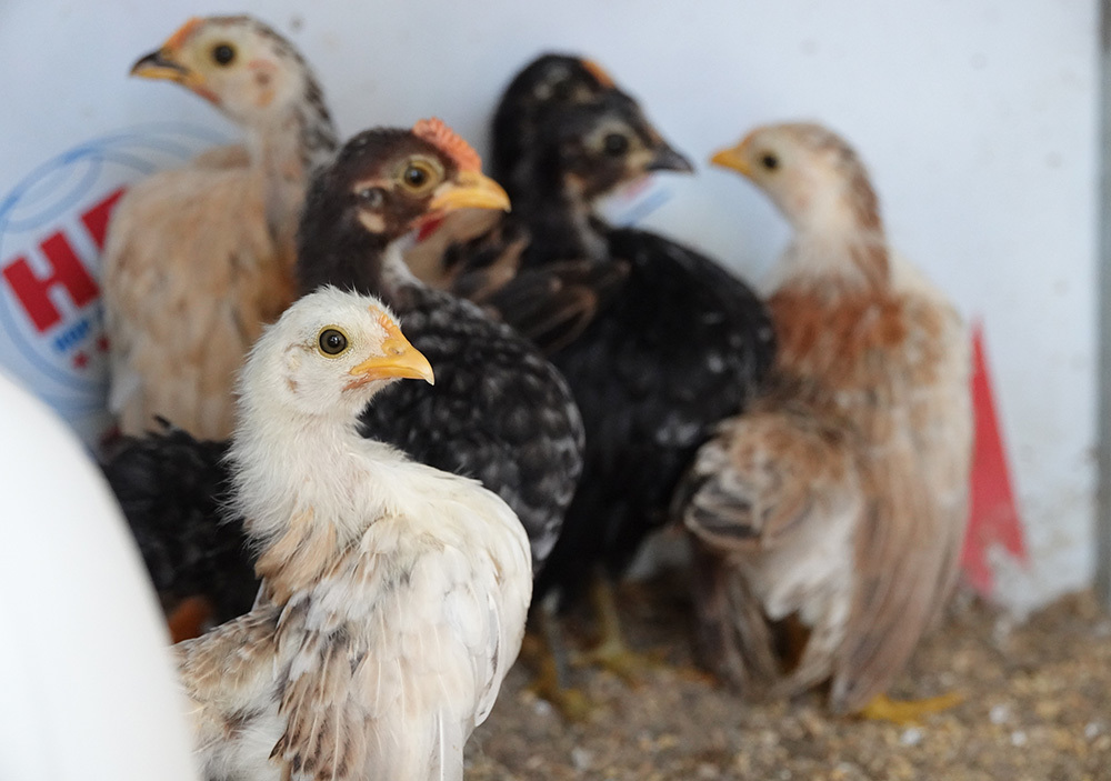 ‘Siêu mẫu’ gà tí hon dáng lực sĩ, thích nhún nhảy theo nhạc-7