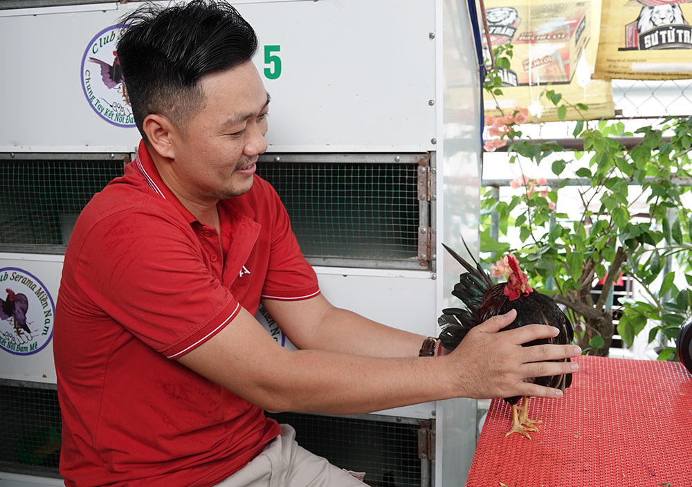 ‘Siêu mẫu’ gà tí hon dáng lực sĩ, thích nhún nhảy theo nhạc-3