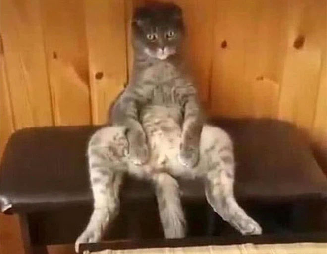 Đón mèo cưng vừa triệt sản về, nữ chủ nhân không khỏi giật mình khi bắt gặp cảnh tượng khó tả này giữa đêm khuya-1