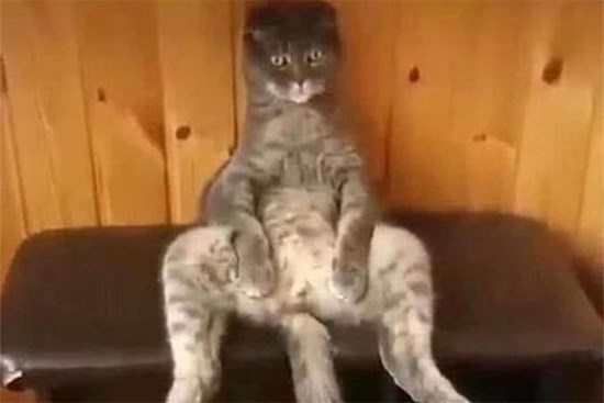 Đón mèo cưng vừa triệt sản về, nữ chủ nhân không khỏi giật mình khi bắt gặp cảnh tượng khó tả này giữa đêm khuya