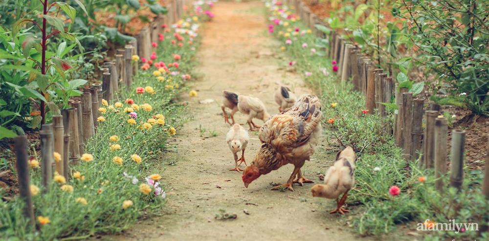 Khu vườn đậm chất thơ bình yên như cổ tích khiến hàng nghìn người mơ ước của cô gái rời Hà Nội về quê-2