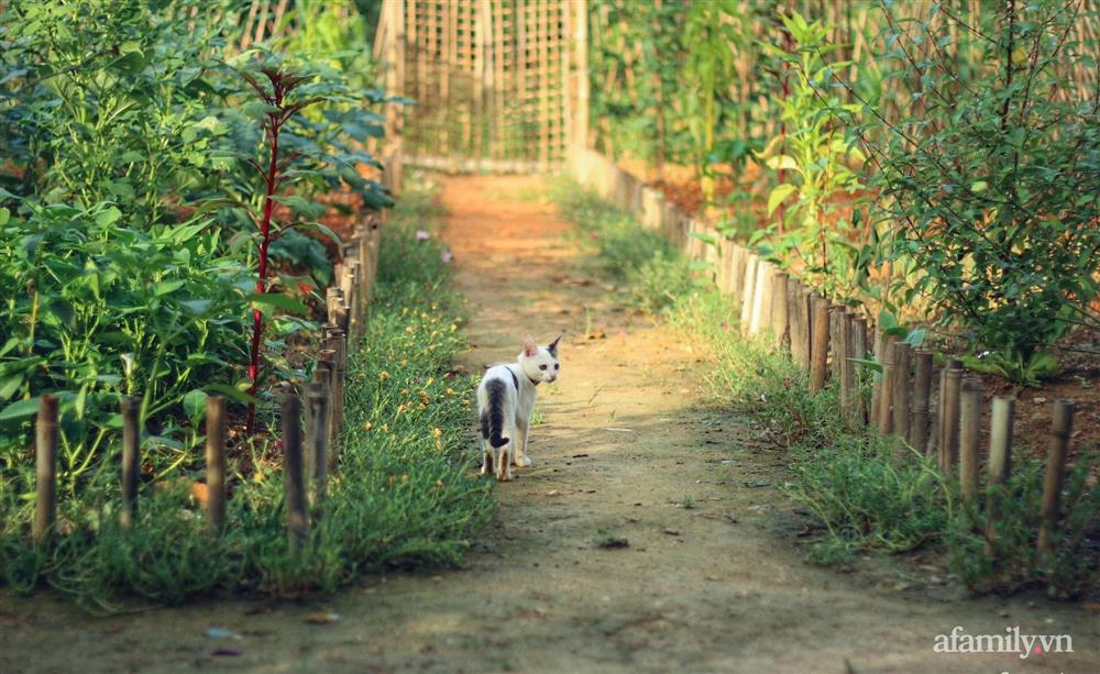 Khu vườn đậm chất thơ bình yên như cổ tích khiến hàng nghìn người mơ ước của cô gái rời Hà Nội về quê-3