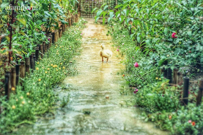 Khu vườn đậm chất thơ bình yên như cổ tích khiến hàng nghìn người mơ ước của cô gái rời Hà Nội về quê-4