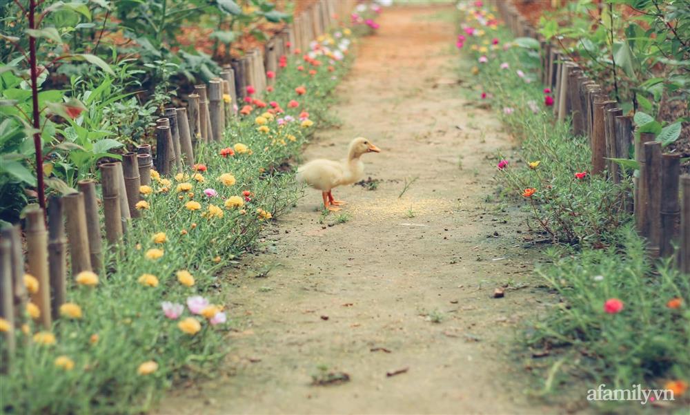 Khu vườn đậm chất thơ bình yên như cổ tích khiến hàng nghìn người mơ ước của cô gái rời Hà Nội về quê-5