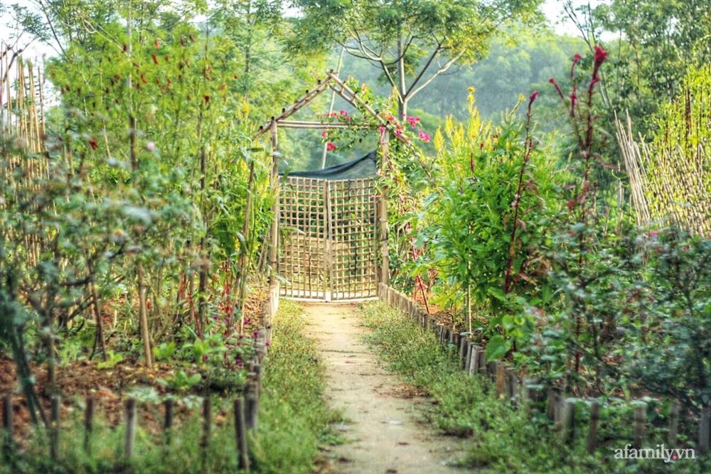 Khu vườn đậm chất thơ bình yên như cổ tích khiến hàng nghìn người mơ ước của cô gái rời Hà Nội về quê-7