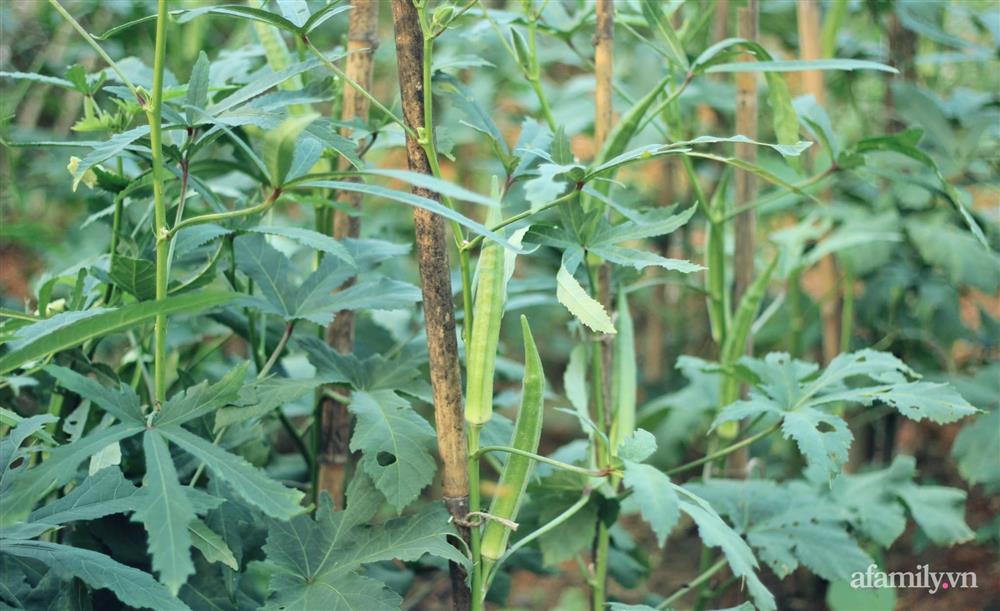 Khu vườn đậm chất thơ bình yên như cổ tích khiến hàng nghìn người mơ ước của cô gái rời Hà Nội về quê-9